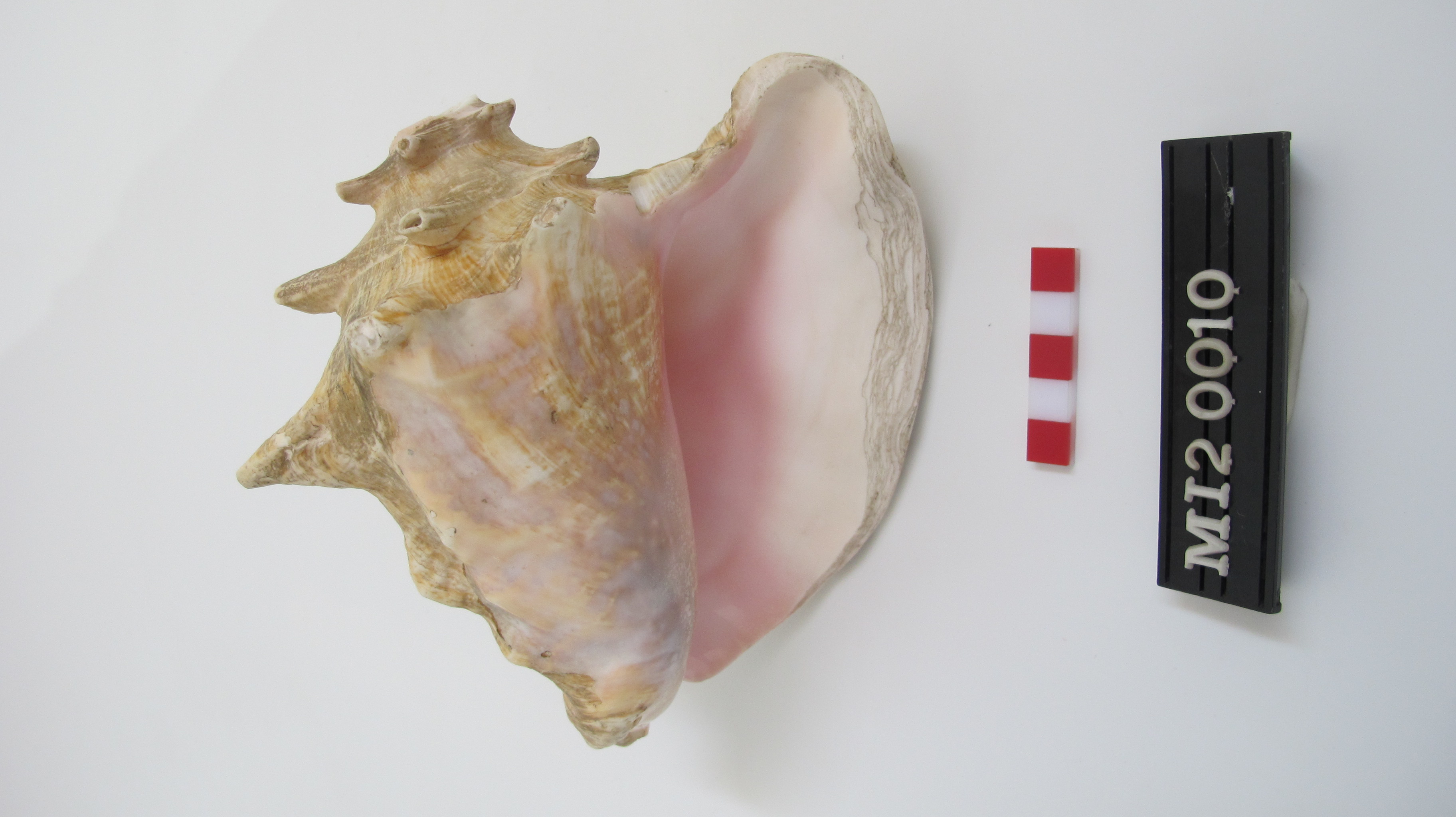 Atecocolli (Década de 1980)