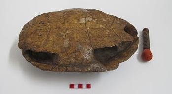 Ayotl (Década de 1980)